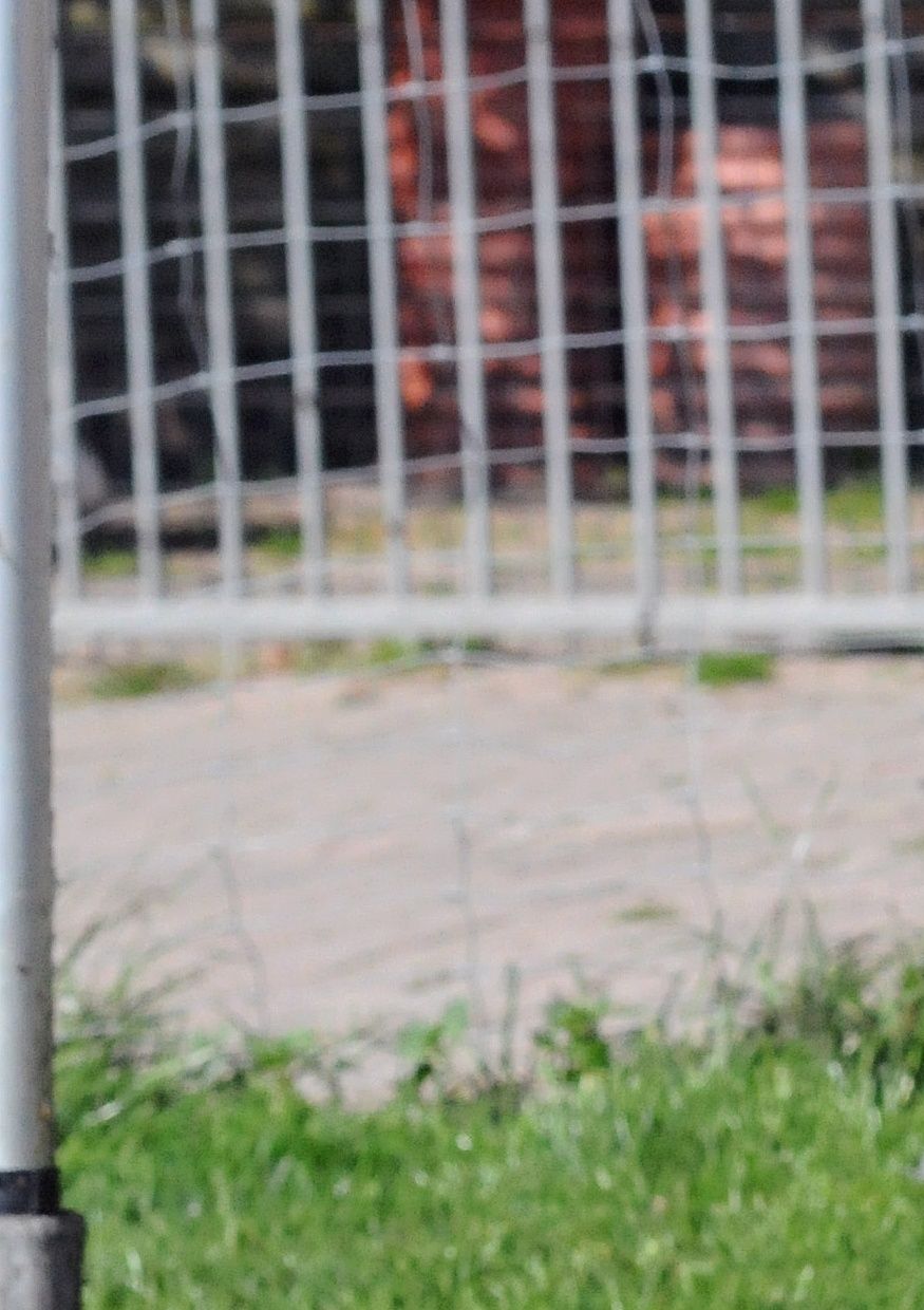 Vi håper på valper etter denne kjekkasen i begynnelsen av Juli